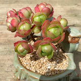 Aeonium saundersii