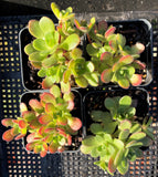 Aeonium saundersi MELBOURNE SYDNEY ADELAIDE QUEENSLAND CANBERRA VICTORIA NSW QUEENSLAND SOUTH AUSTRALIA ACT SUCCULENT 多肉 墨尔本 维多利亚 澳洲 澳大利亚 悉尼 新南威尔士 阿德莱德 南澳 昆士兰 布里斯本 黄金海岸 多肉植物 堪培拉