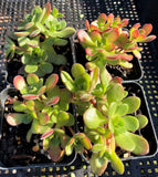 Aeonium saundersi MELBOURNE SYDNEY ADELAIDE QUEENSLAND CANBERRA VICTORIA NSW QUEENSLAND SOUTH AUSTRALIA ACT SUCCULENT 多肉 墨尔本 维多利亚 澳洲 澳大利亚 悉尼 新南威尔士 阿德莱德 南澳 昆士兰 布里斯本 黄金海岸 多肉植物 堪培拉