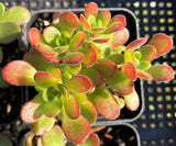 Aeonium saundersi MELBOURNE SYDNEY ADELAIDE QUEENSLAND CANBERRA VICTORIA NSW QUEENSLAND SOUTH AUSTRALIA ACT SUCCULENT 多肉 墨尔本 维多利亚 澳洲 澳大利亚 悉尼 新南威尔士 阿德莱德 南澳 昆士兰 布里斯本 黄金海岸 多肉植物 堪培拉 橄榄球玫瑰/桑氏莲花掌 橄榄球玫瑰/桑氏莲花掌