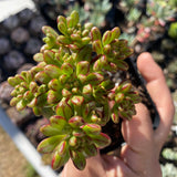Aeonium sedifolium