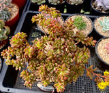 Aeonium sedifolium