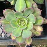 Aeonium starburst