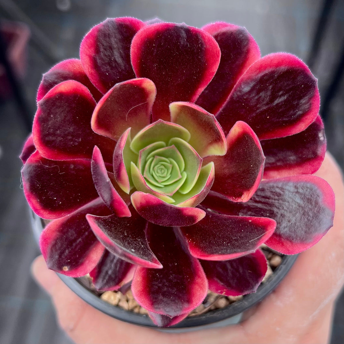 Aeonium super bang