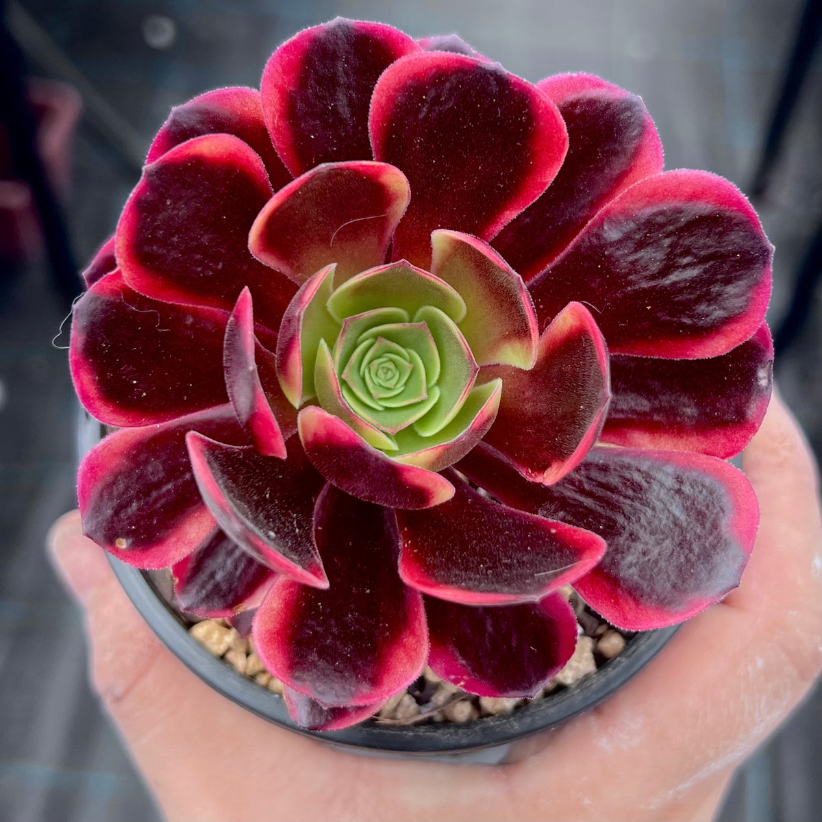 Aeonium super bang