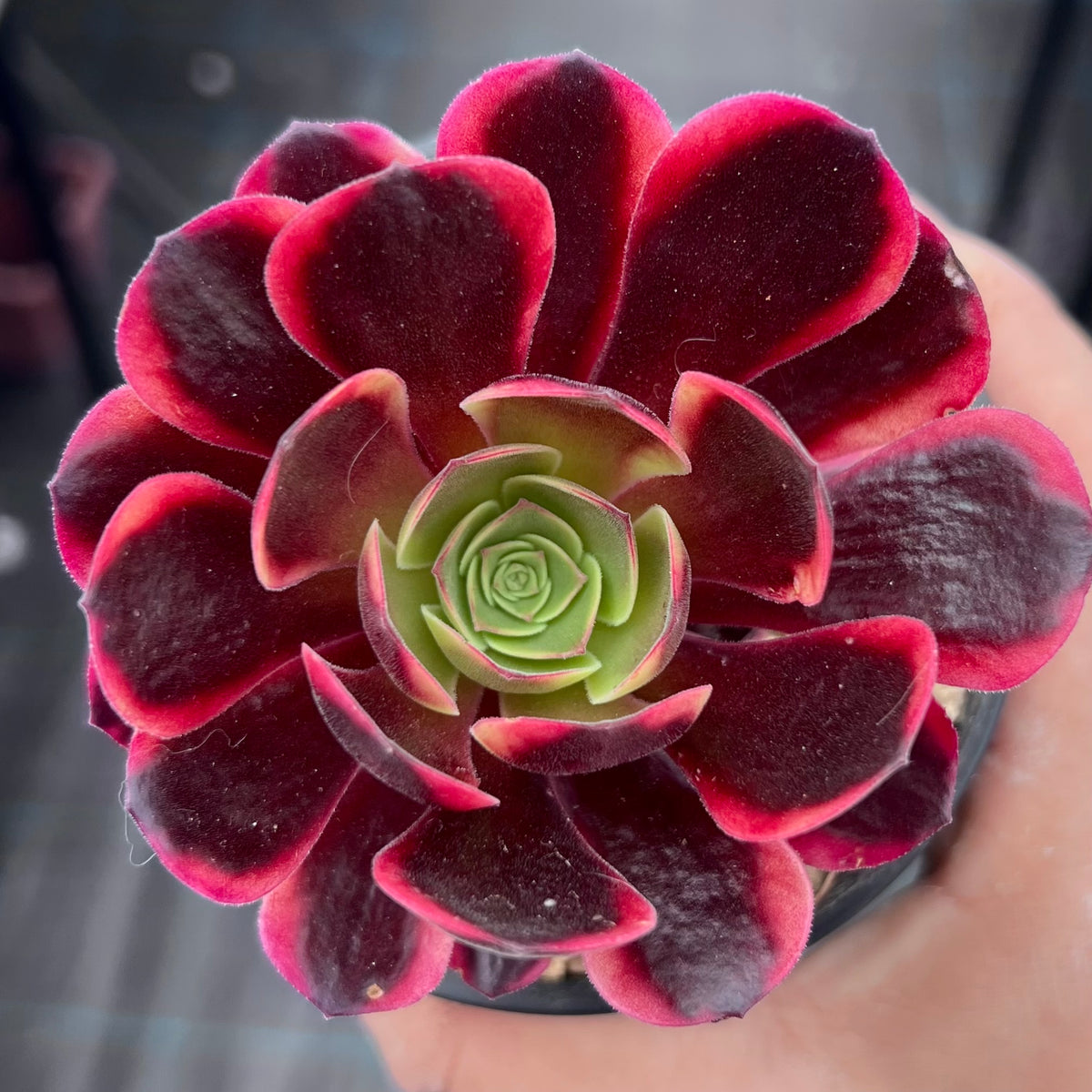 Aeonium super bang