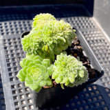 Aeonium tabuliforme 'Hime Meikyou' Crest