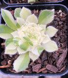Aeonium tabuliforme variegata