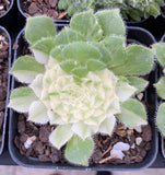 Aeonium tabuliforme variegata