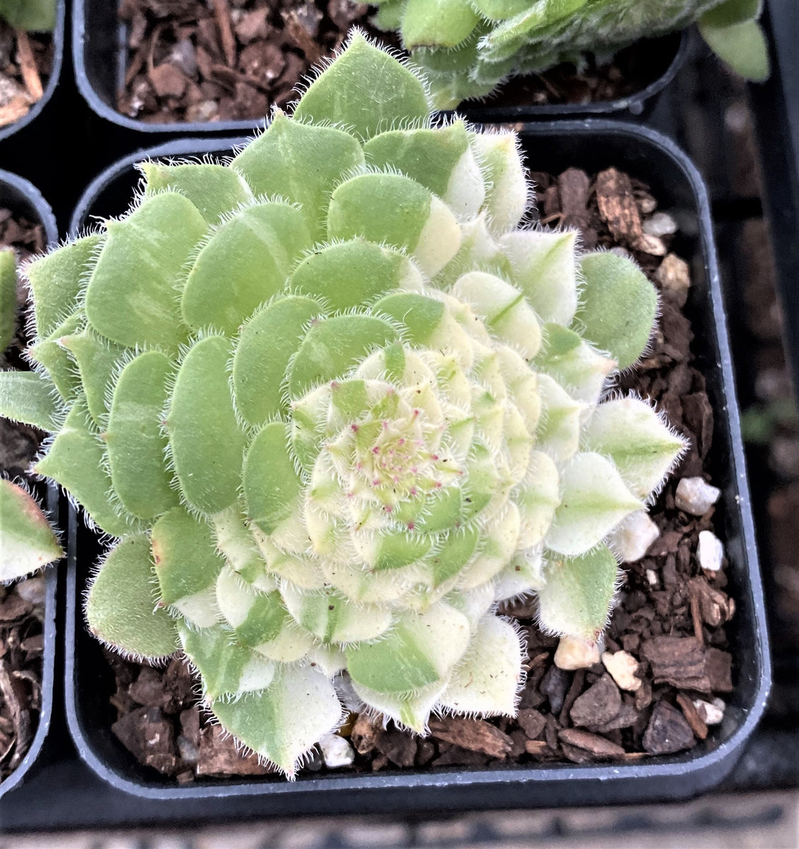 Aeonium tabuliforme variegata