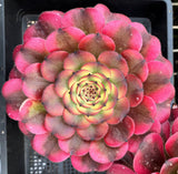 MELBOURNE SYDNEY ADELAIDE QUEENSLAND CANBERRA VICTORIA NSW QUEENSLAND SOUTH AUSTRALIA ACT SUCCULENT 多肉 墨尔本 维多利亚 澳洲 澳大利亚 悉尼 新南威尔士 阿德莱德 南澳 昆士兰 布里斯本 黄金海岸 多肉植物 堪培拉 Aeonium twilight 霞光