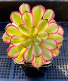 Aeonium twilight