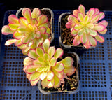 Aeonium twilight
