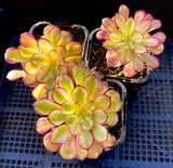 Aeonium twilight