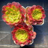 Aeonium twilight