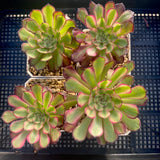 Aeonium twilight