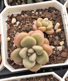 Graptoveria 'Avant-garde'