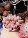 Graptoveria 'Avant-garde'