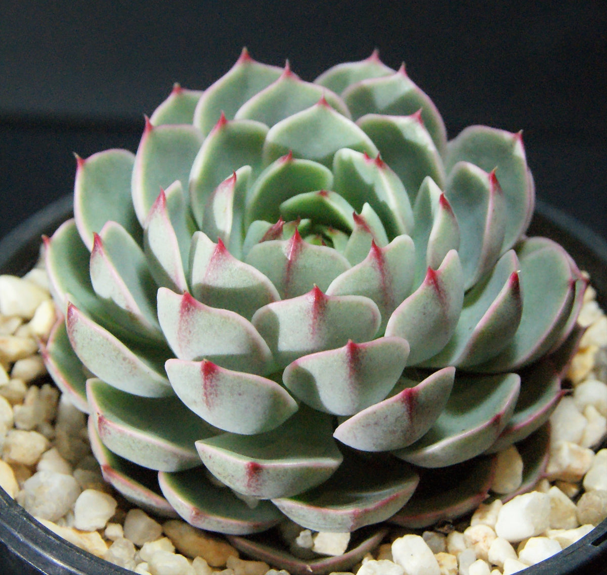 ben badis succulent Echeveria ben badis – RNT SUCCULENTS