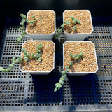 Braunsia maximiliani
