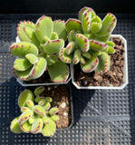 MELBOURNE SYDNEY ADELAIDE QUEENSLAND CANBERRA VICTORIA NSW QUEENSLAND SOUTH AUSTRALIA ACT SUCCULENT 多肉 墨尔本 维多利亚 澳洲 澳大利亚 悉尼 新南威尔士 阿德莱德 南澳 昆士兰 布里斯本 黄金海岸 多肉植物 堪培拉 C. Ladismithensis minor yellow variegation 黄熊 少锦