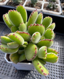 C. Ladismithensis minor yellow variegation