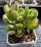 C. Ladismithensis minor yellow variegation