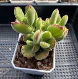 C. Ladismithensis minor yellow variegation