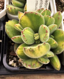 Cotyledon Ladismithiensis variegata yellow (yellow bear paws) MELBOURNE SYDNEY ADELAIDE QUEENSLAND CANBERRA VICTORIA NSW QUEENSLAND SOUTH AUSTRALIA ACT SUCCULENT 多肉 墨尔本 维多利亚 澳洲 澳大利亚 悉尼 新南威尔士 阿德莱德 南澳 昆士兰 布里斯本 黄金海岸 多肉植物 堪培拉