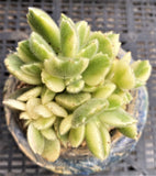 Cotyledon Ladismithiensis variegata white (White bear paws) MELBOURNE SYDNEY ADELAIDE QUEENSLAND CANBERRA VICTORIA NSW QUEENSLAND SOUTH AUSTRALIA ACT SUCCULENT 多肉 墨尔本 维多利亚 澳洲 澳大利亚 悉尼 新南威尔士 阿德莱德 南澳 昆士兰 布里斯本 黄金海岸 多肉植物 堪培拉