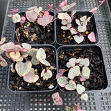 Ceropegia 'Chain of Hearts' variegata
