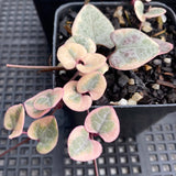 Ceropegia 'Chain of Hearts' variegata