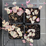 Ceropegia 'Chain of Hearts' variegata