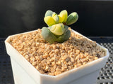 Corpuscularia lehmannii variegata