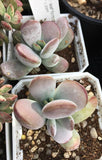 Cotyledon obiculata cv. round leaf form (Pingpong) Melbourne Australia MELBOURNE SYDNEY ADELAIDE QUEENSLAND CANBERRA VICTORIA NSW QUEENSLAND SOUTH AUSTRALIA ACT SUCCULENT 多肉 墨尔本 维多利亚 澳洲 澳大利亚 悉尼 新南威尔士 阿德莱德 南澳 昆士兰 布里斯本 黄金海岸 多肉植物 堪培拉 Cotyledon obiculata cv. round leaf form (Pingpong) Melbourne Australia
