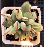 Cotyledon choco line 巧克力线 MELBOURNE SYDNEY ADELAIDE QUEENSLAND CANBERRA VICTORIA NSW QUEENSLAND SOUTH AUSTRALIA ACT SUCCULENT 多肉 墨尔本 维多利亚 澳洲 澳大利亚 悉尼 新南威尔士 阿德莱德 南澳 昆士兰 布里斯本 黄金海岸 多肉植物 堪培拉