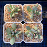 Cotyledon choco line