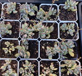 Cotyledon choco line