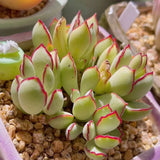 Cotyledon choco line