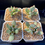 Cotyledon choco line