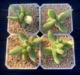 Cotyledon Kitten's paws - Cutting x 1