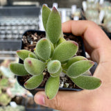 Cotyledon Kitten's paws - Cutting x 1