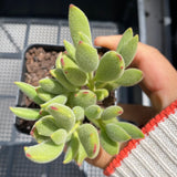 Cotyledon Kitten's paws - Cutting x 1