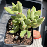 Cotyledon Kitten's paws - Cutting x 1