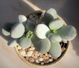 cotyledon orbiculata cv. round leaf form