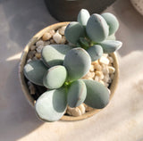 cotyledon orbiculata cv. round leaf form