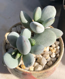 cotyledon orbiculata cv. round leaf form