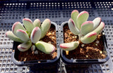 Cotyledon orbiculata 'Oophylla'