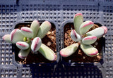 Cotyledon orbiculata 'Oophylla' (Lady Fingers) 豌豆福娘 MELBOURNE SYDNEY ADELAIDE QUEENSLAND CANBERRA VICTORIA NSW QUEENSLAND SOUTH AUSTRALIA ACT SUCCULENT 多肉 墨尔本 维多利亚 澳洲 澳大利亚 悉尼 新南威尔士 阿德莱德 南澳 昆士兰 布里斯本 黄金海岸 多肉植物 堪培拉