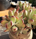 Cotyledon orbiculata 'Oophylla'